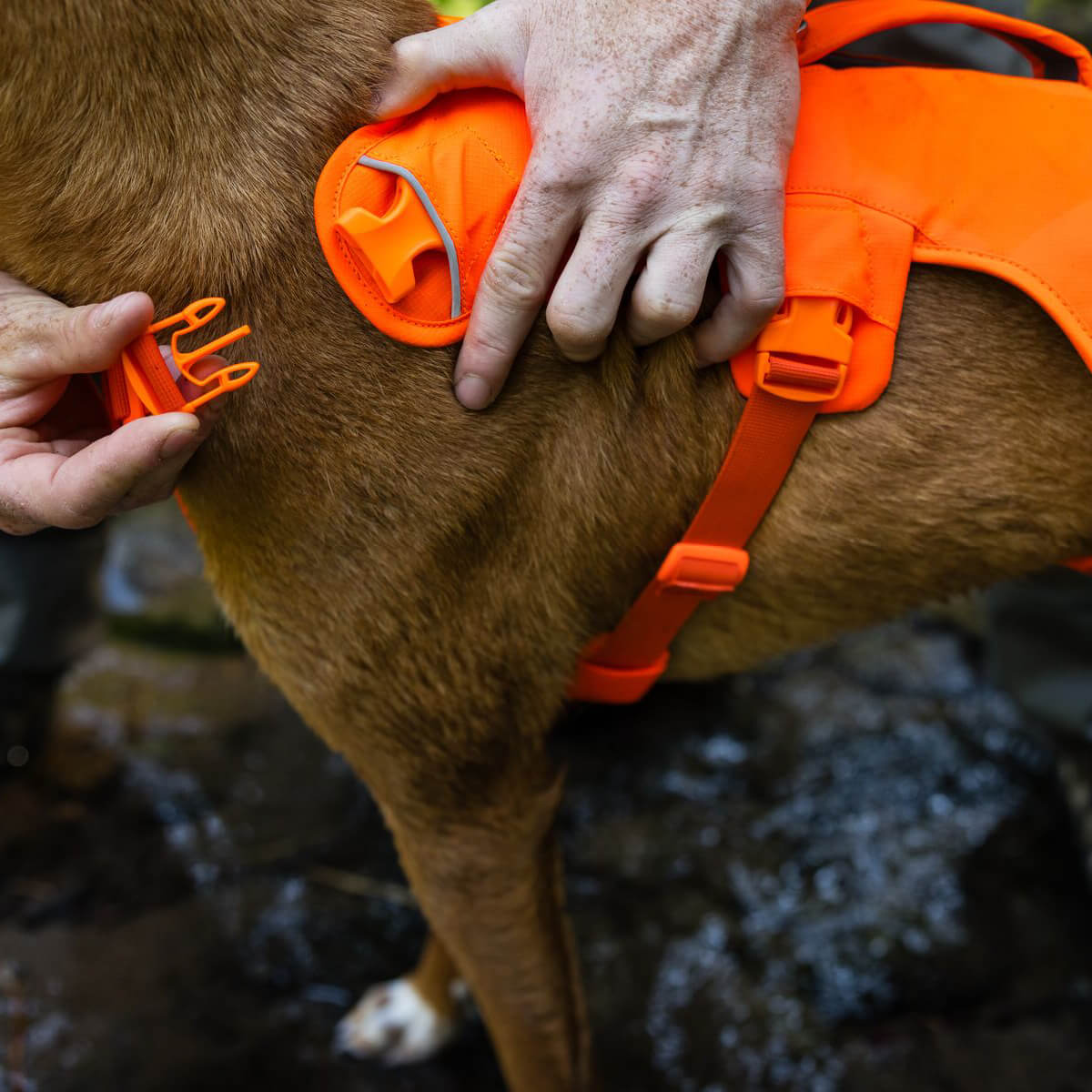 Ruffwear Web Master™ Dog Harness with Handle