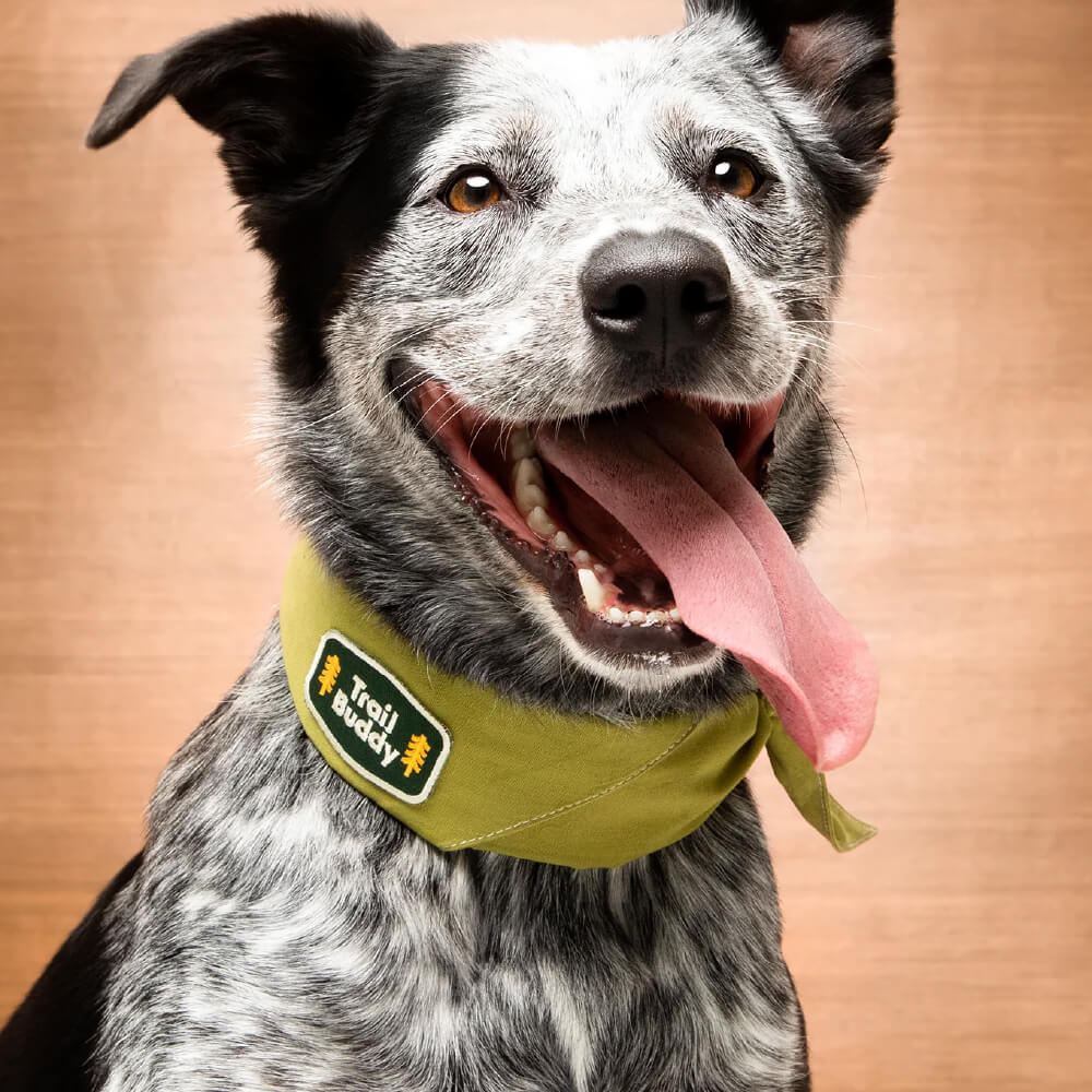 Scout's Honour Iron On Patch | Trail Buddy