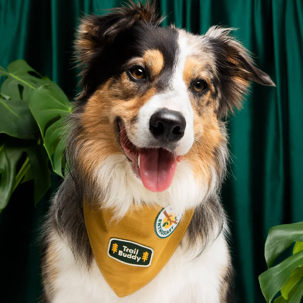 Scout's Honour Iron On Patch | Trail Buddy