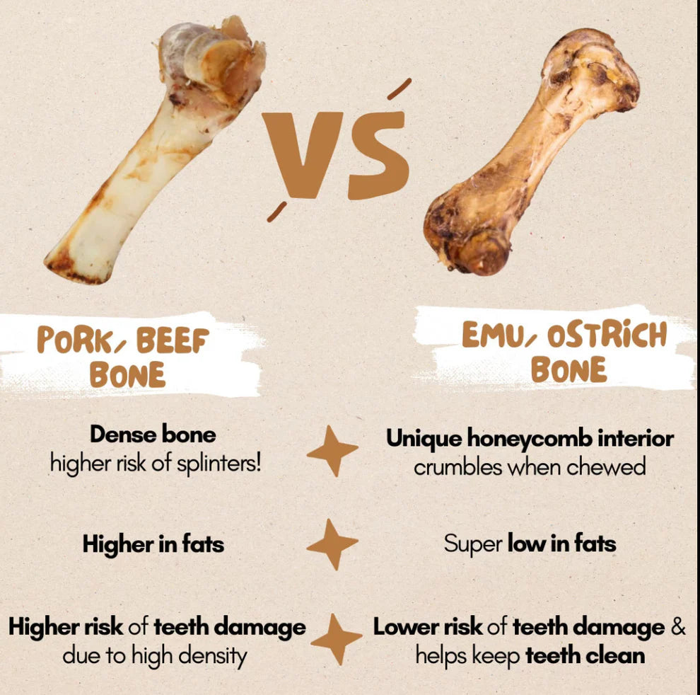 The Source-Sage Club Large Ostrich Bone