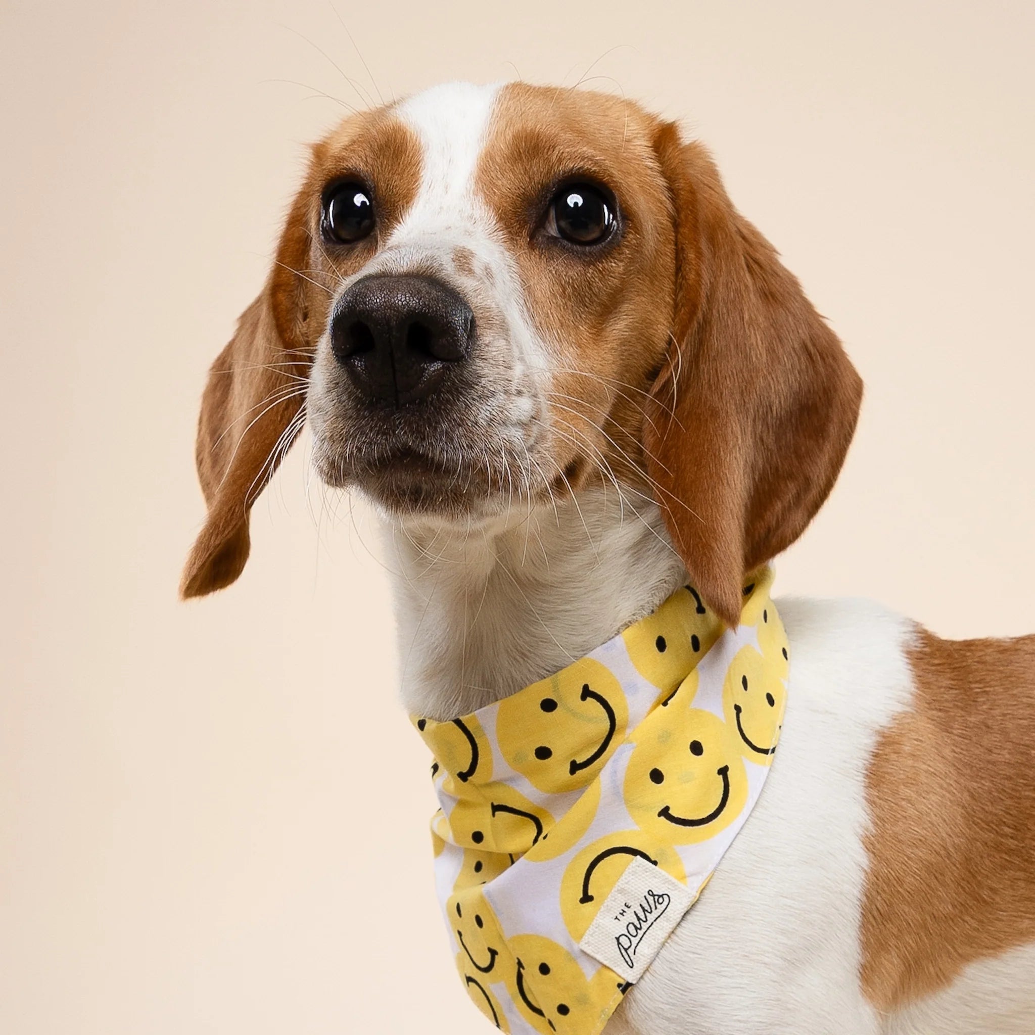 The Paws Bandana | Smile