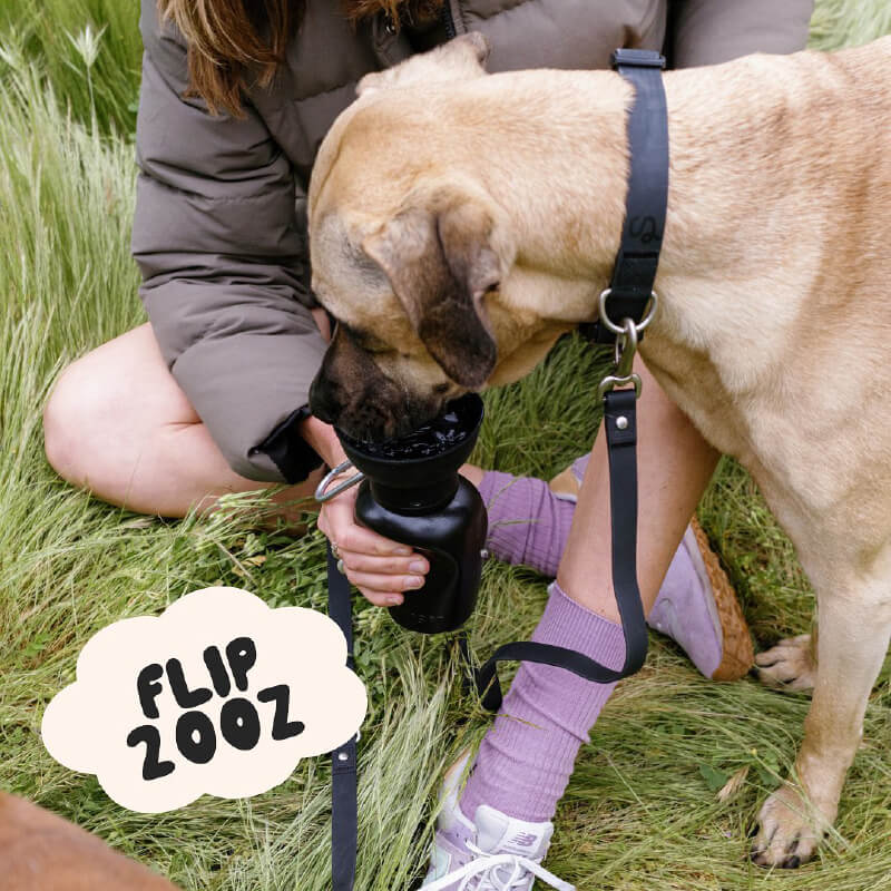 Springer Flip Dog Travel Water Bottle (590ml)