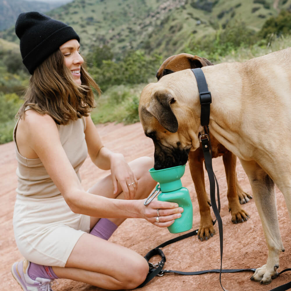 Springer Flip Dog Travel Water Bottle (590ml)
