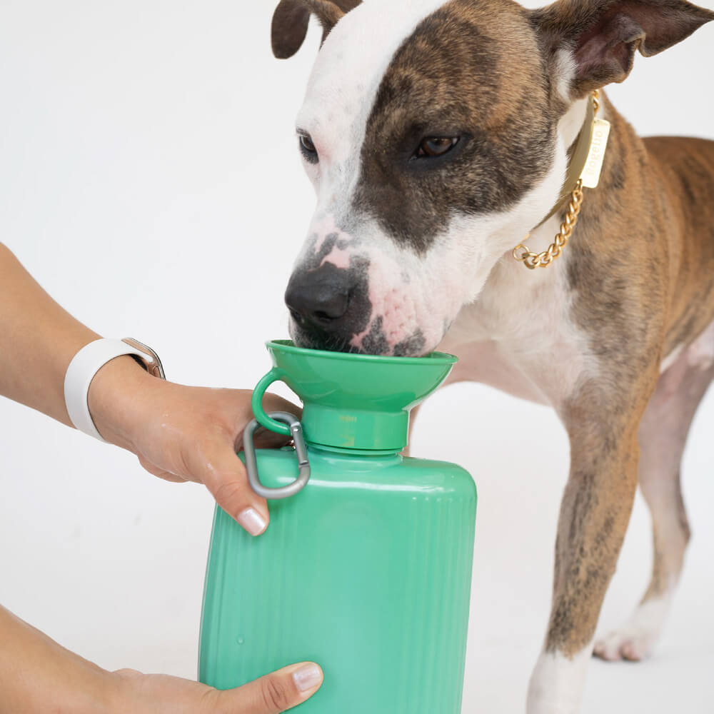 Springer Growler Dog Travel Water Bottle