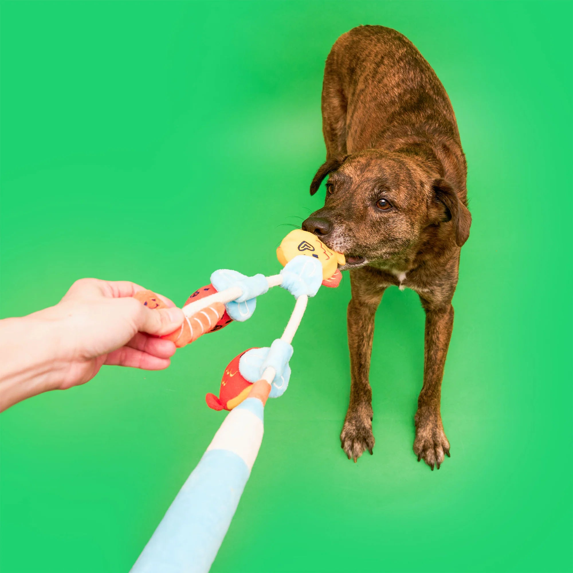 the furryfolks Fishing Nosework & Tug Toy