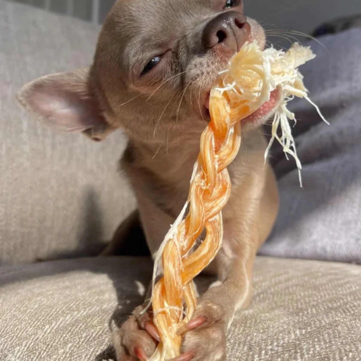 A chihuahua munching on The Source-Sage Club Ostrich Braided Tendon on a couch.