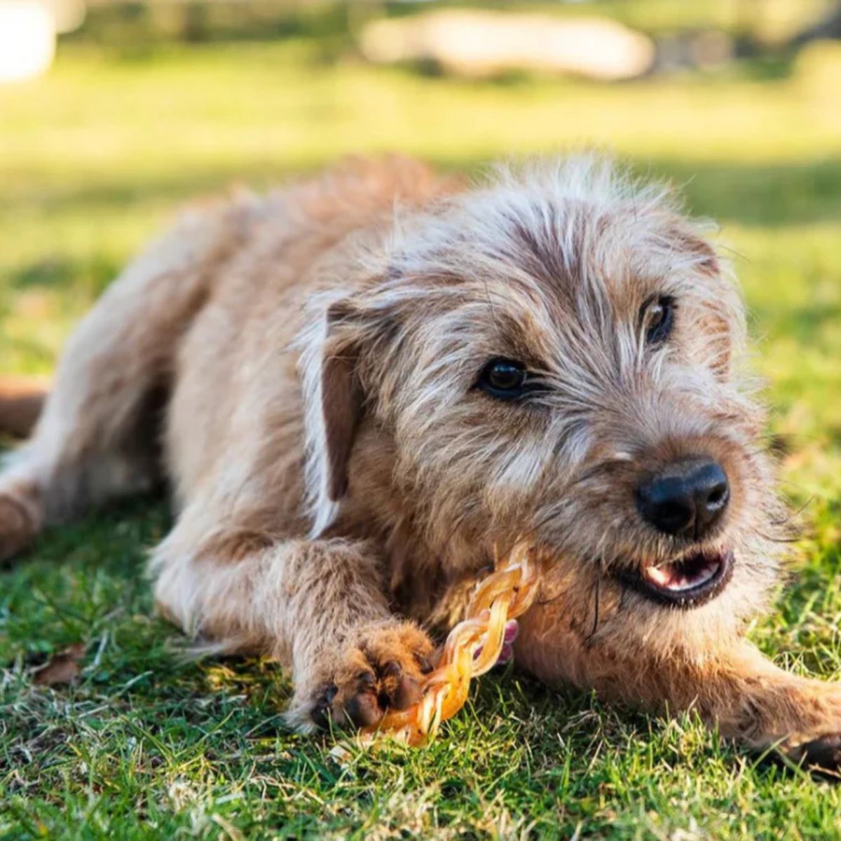 A terrier munching on The Source-Sage Club Ostrich Braided Tendon on a grass patch.