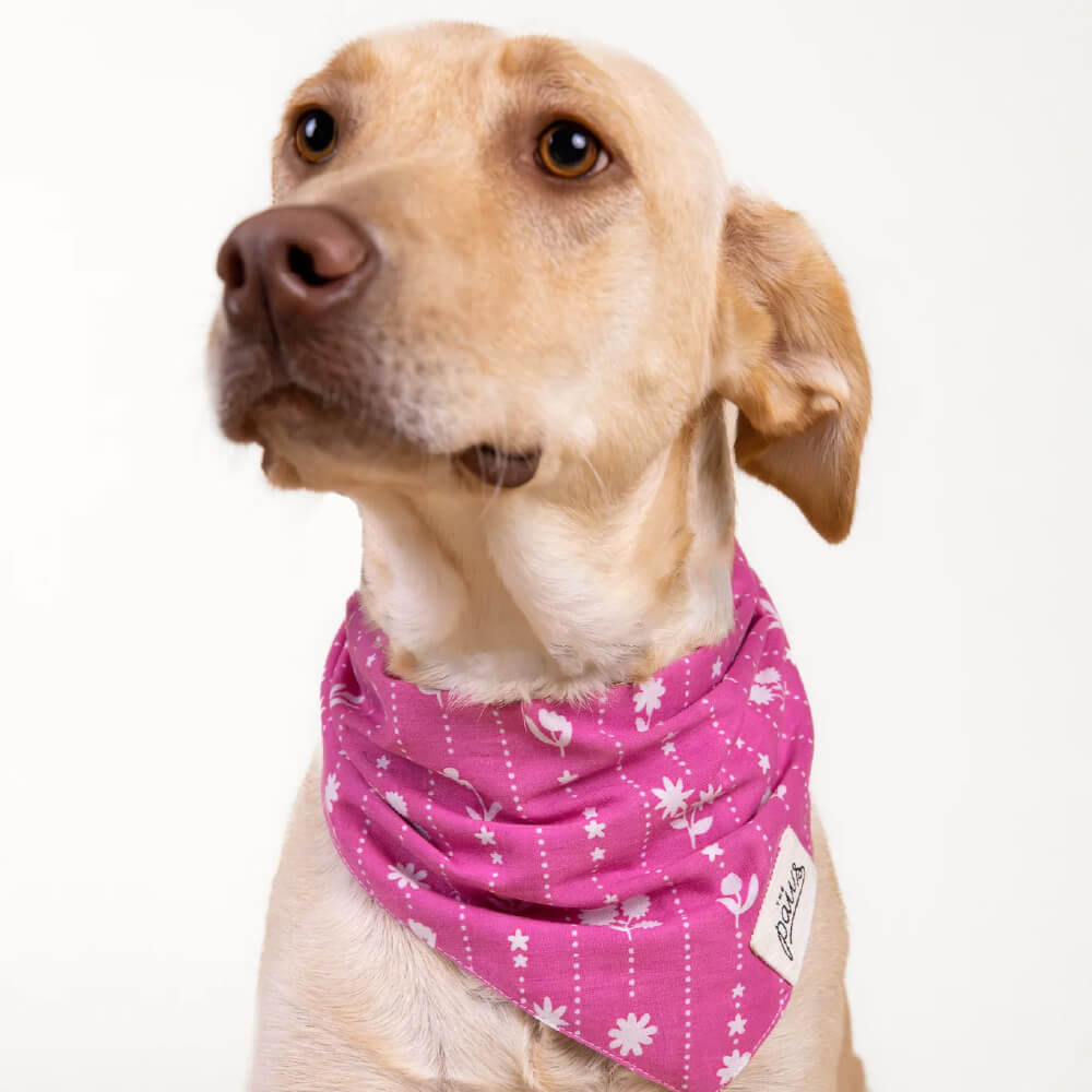 The Paws Bandana | Dottie