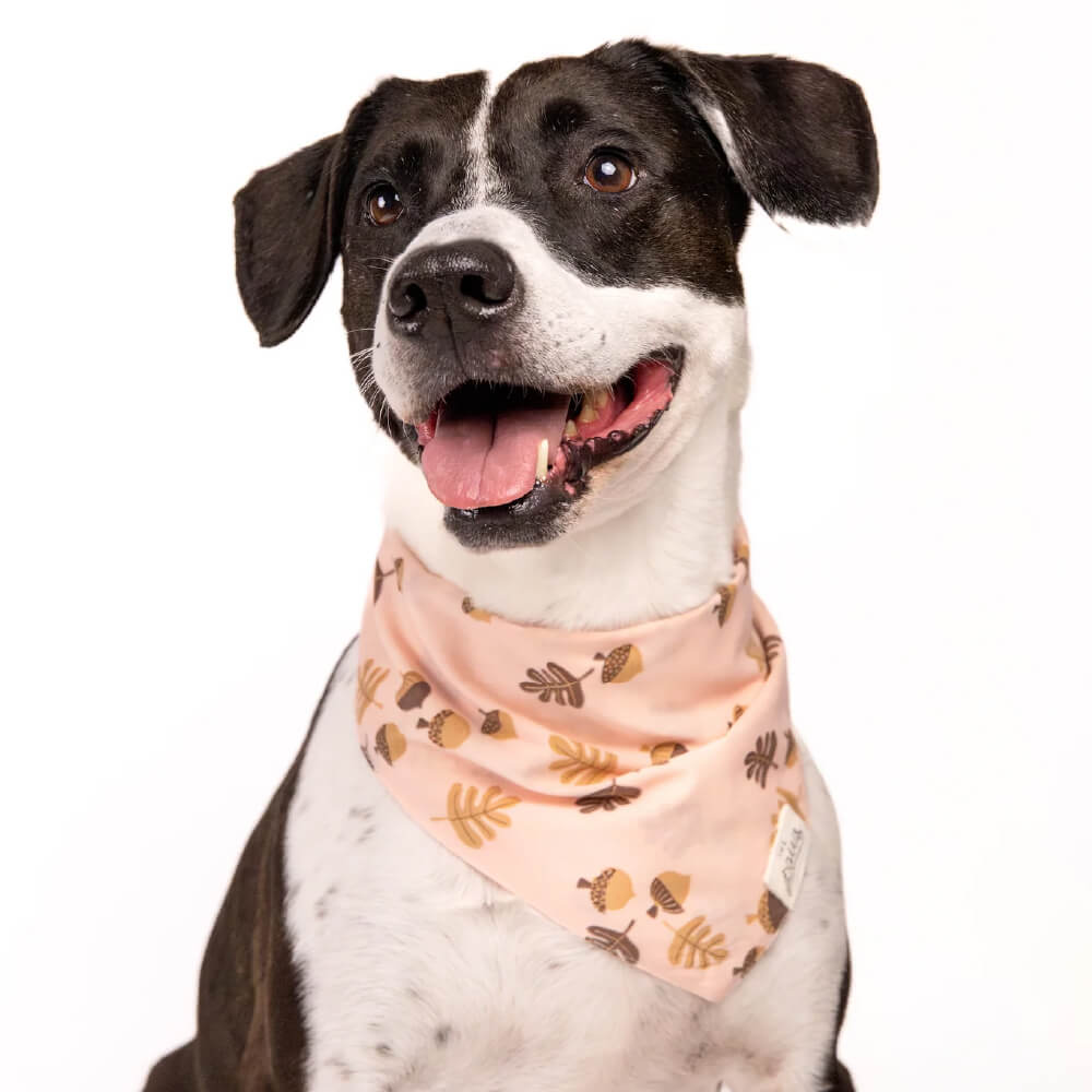 The Paws Bandana | Hickory