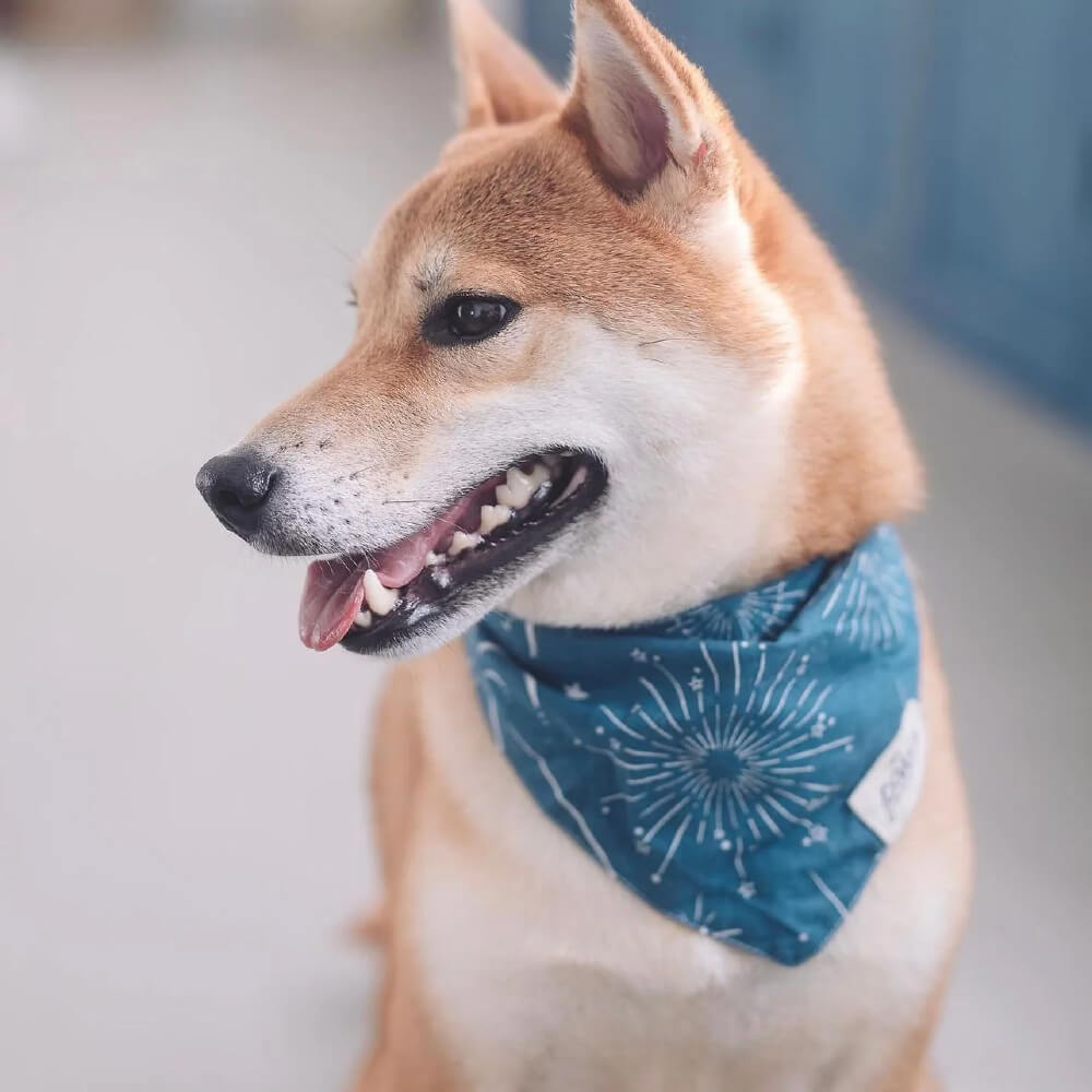 The Paws Bandana | Midnight