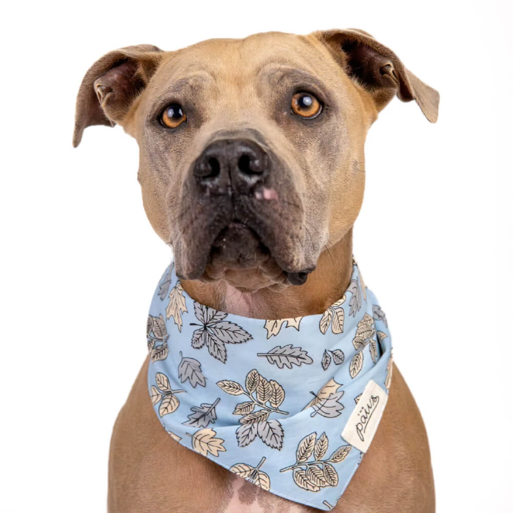 The Paws Bandana | Parkway