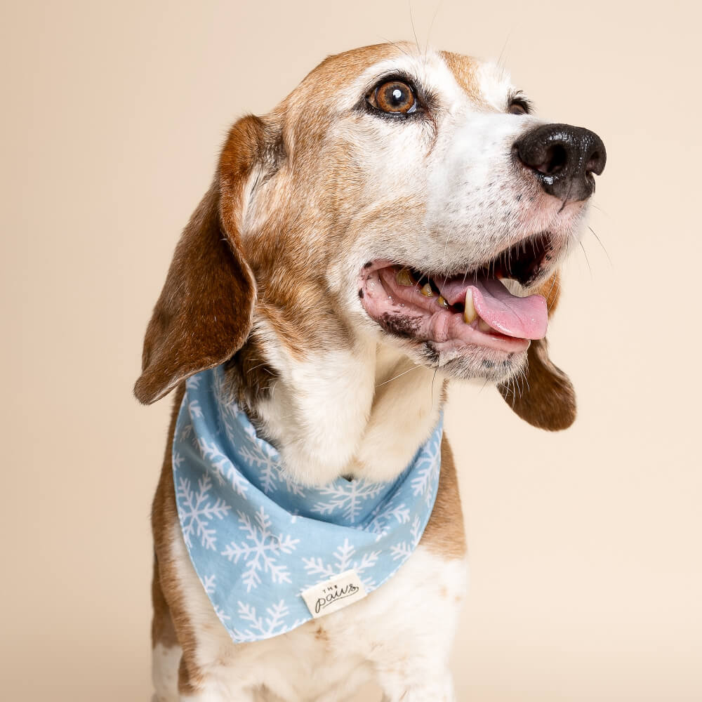 The Paws Bandana | Frozen (S, M)