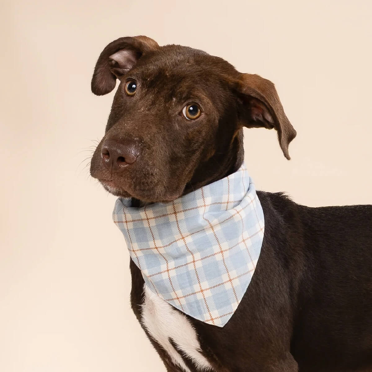 The Paws Bandana | Harlowe