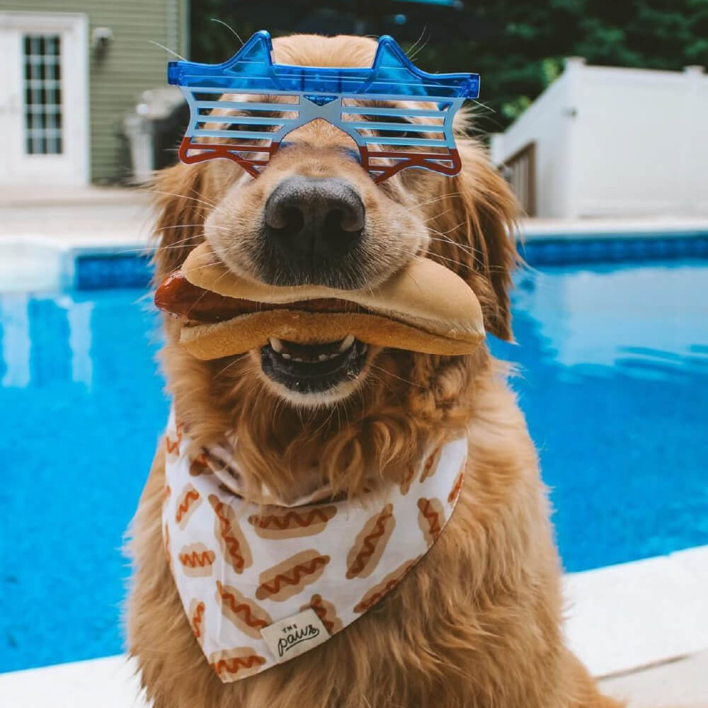 The Paws Bandana | Sizzle