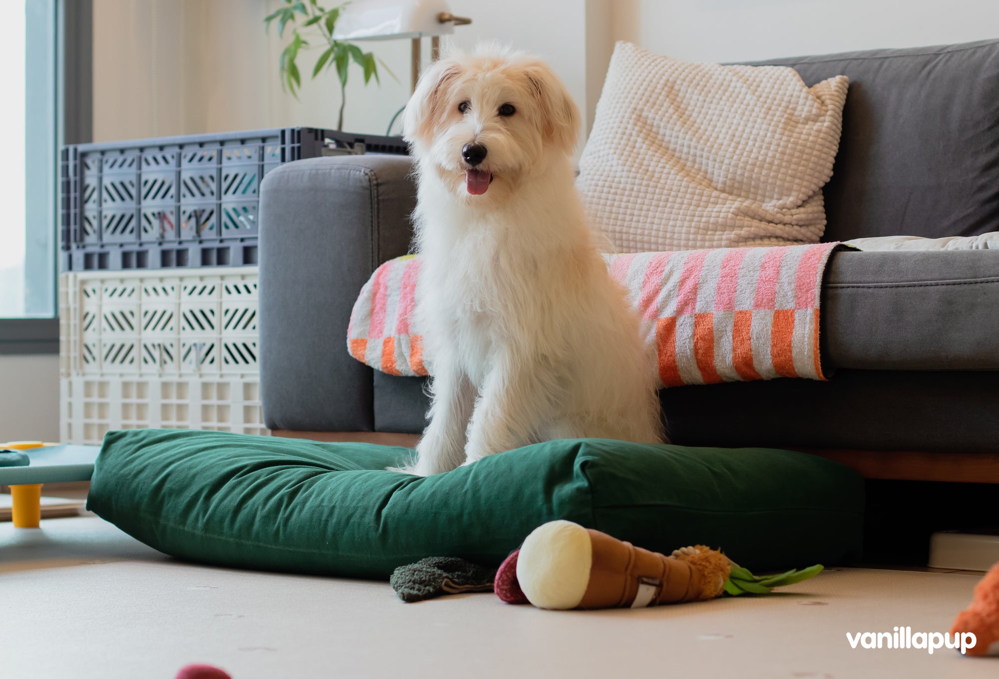 White dog sitting on a green cushion with toys in a living room.