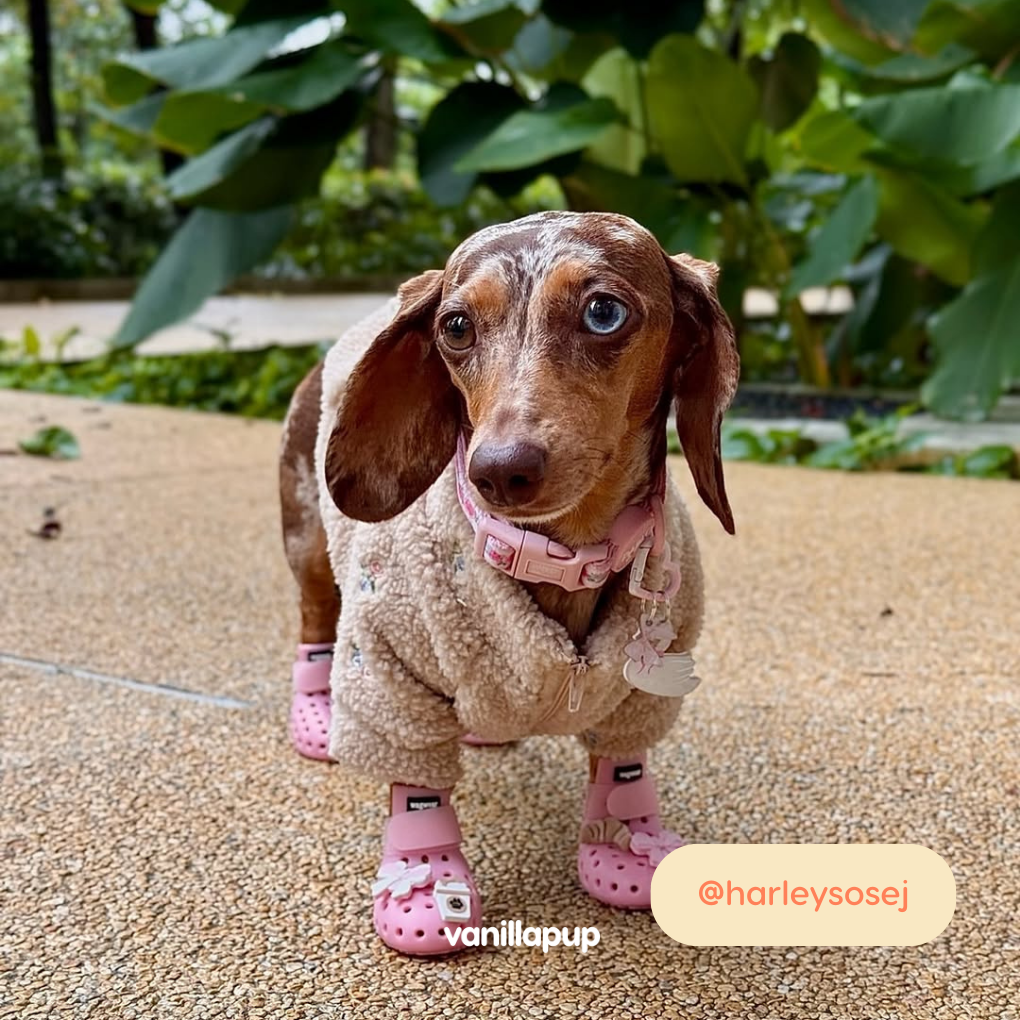 Elyand.co Shoe Charms | Bakery