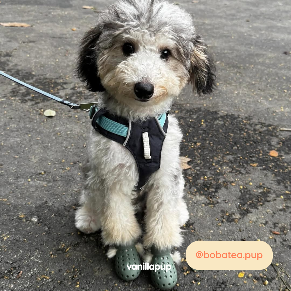 Ruffwear Hi & Light™ Lightweight Dog Harness