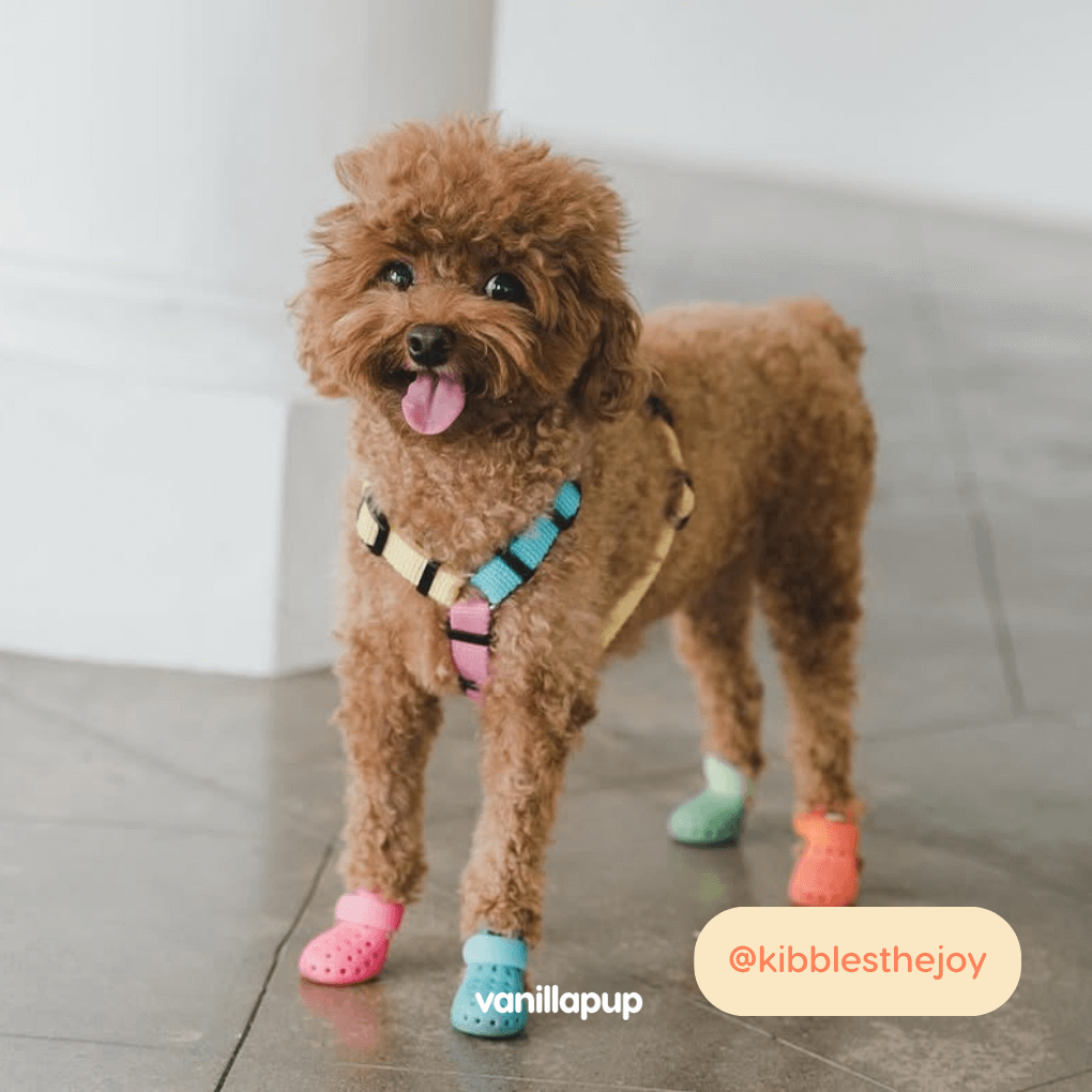 Haqihana Unicorn Harness