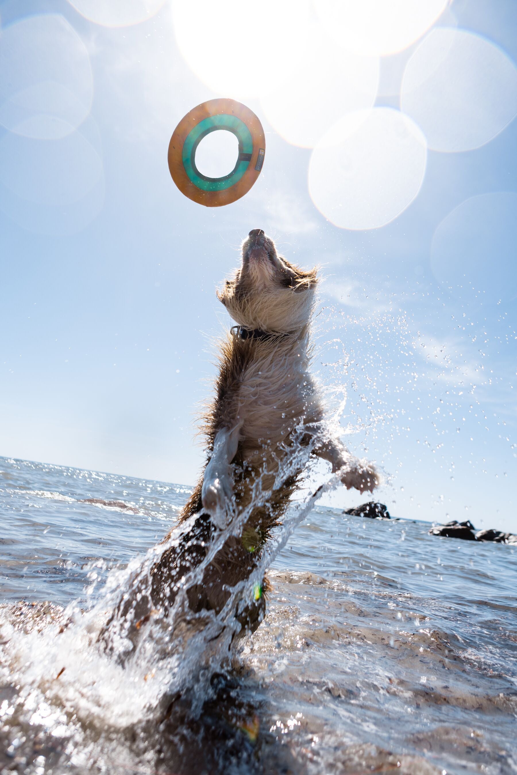 Ruffwear Hydro Plane™