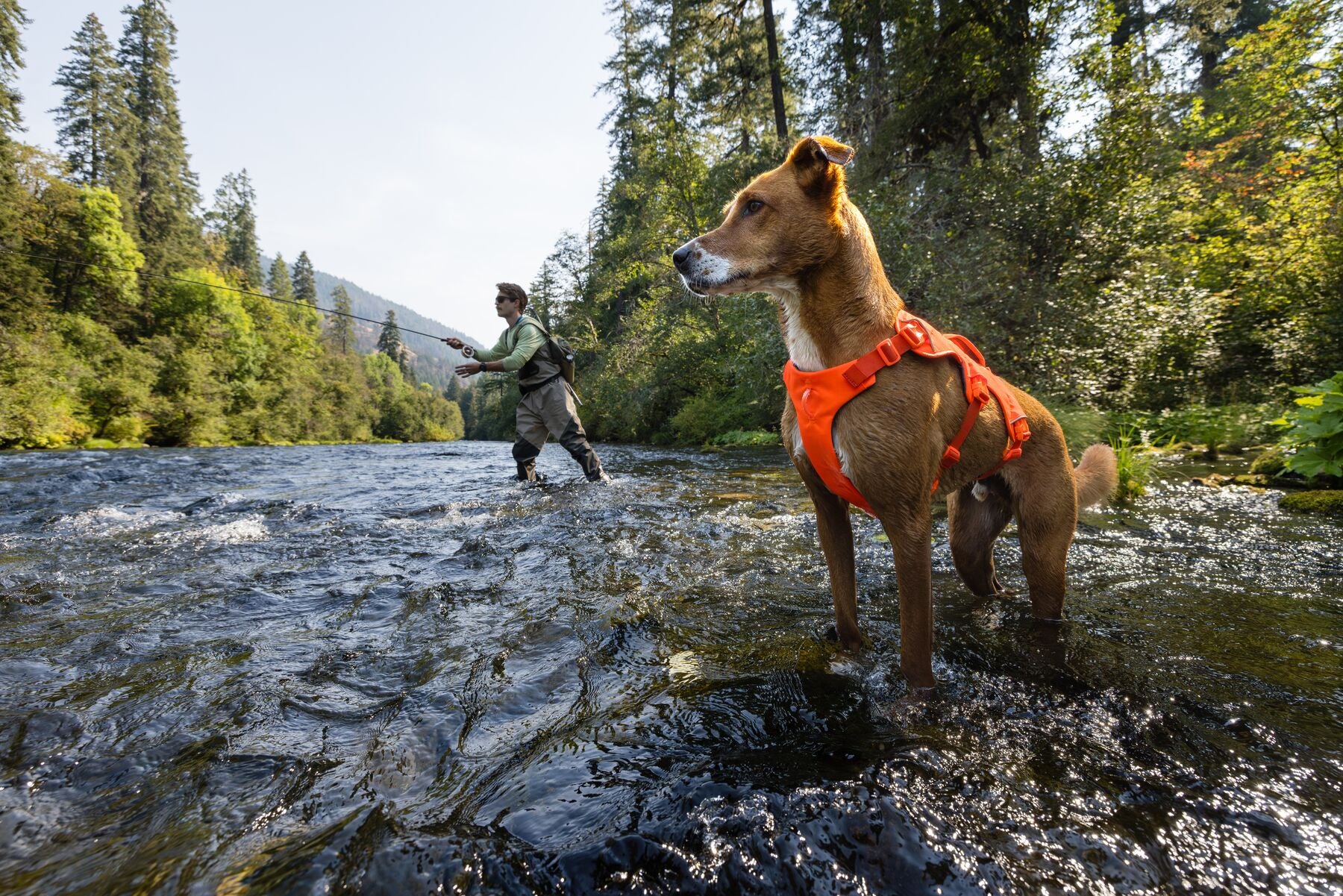Shop Ruffwear's Web Master Harness at Vanillapup