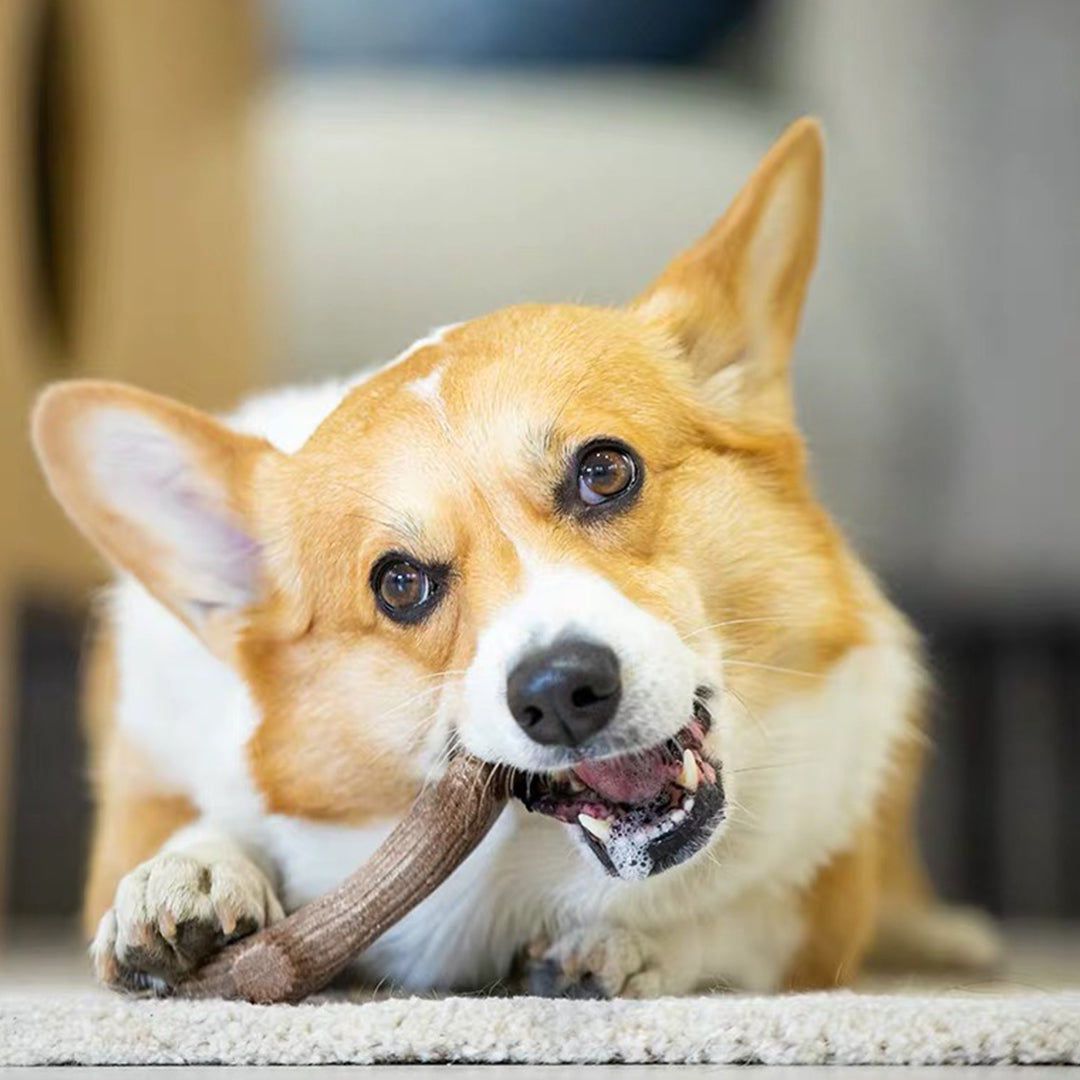 Gigwi Antler Wooden Chew Toy