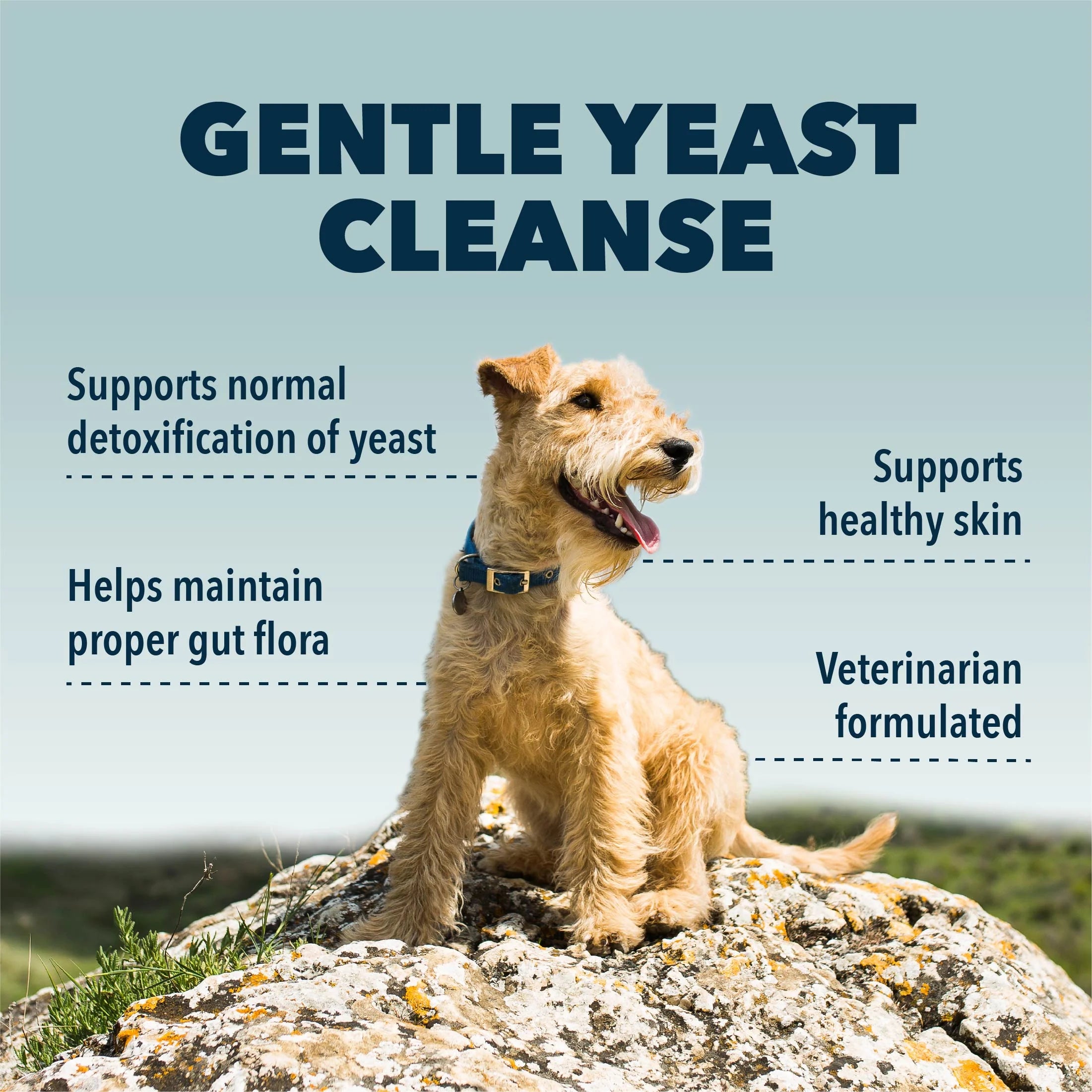 Four Leaf Rover Yeast Guard | Anti-fungal Herbs For Dogs