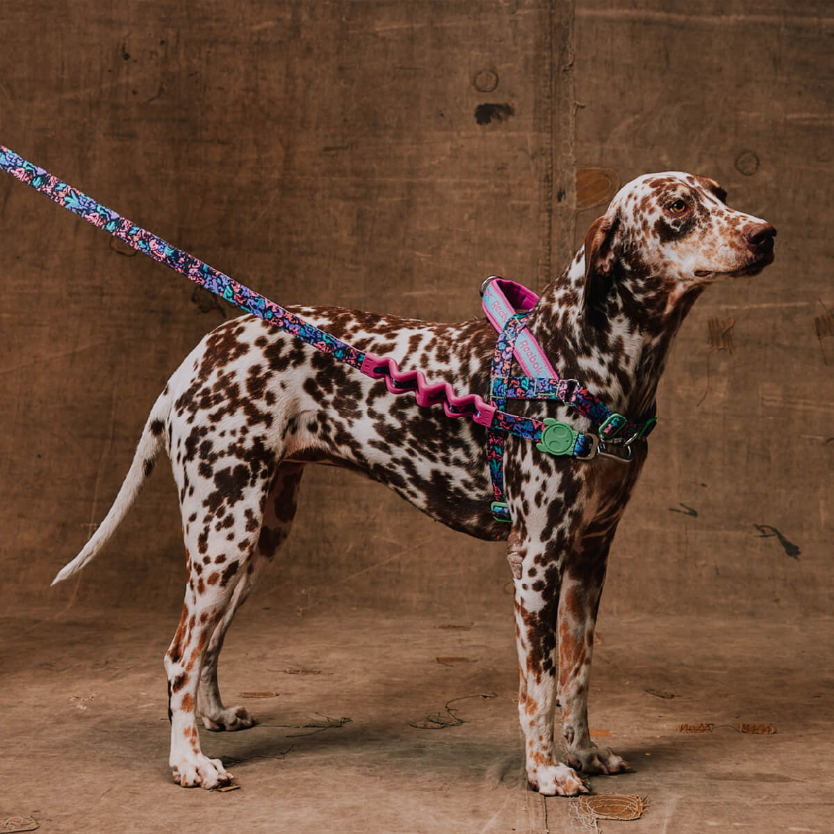 Zee.Dog x Reebok Softer Walk Harness | Aerobic