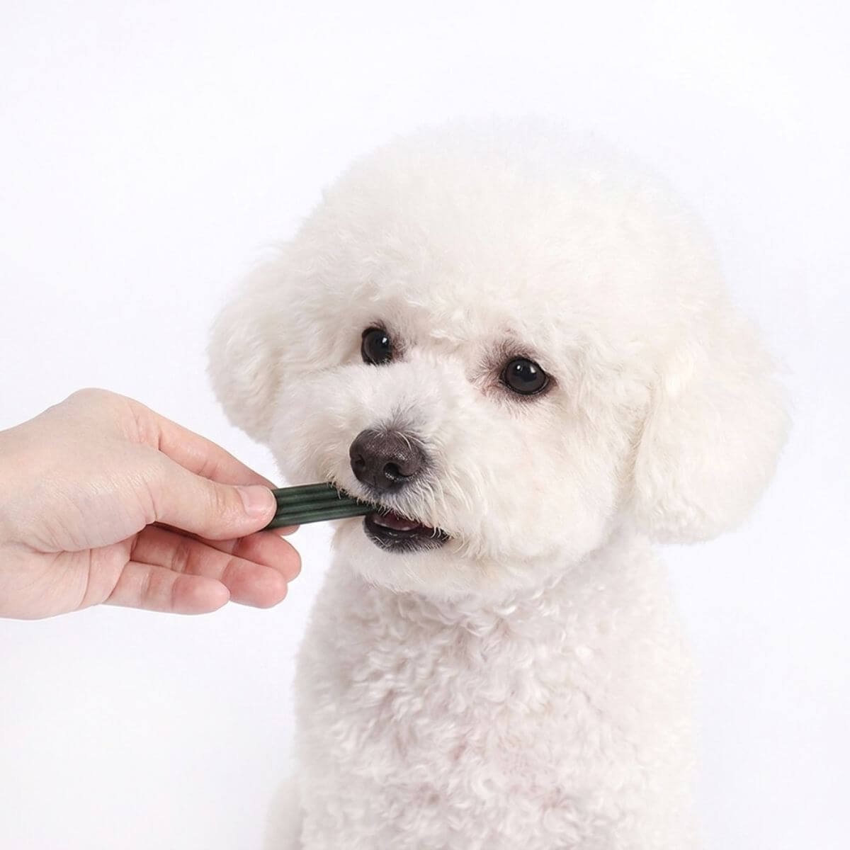 A white poodle with the Arlo Kitchen ArloChew Denti Blue Small in its mouth against a white background.