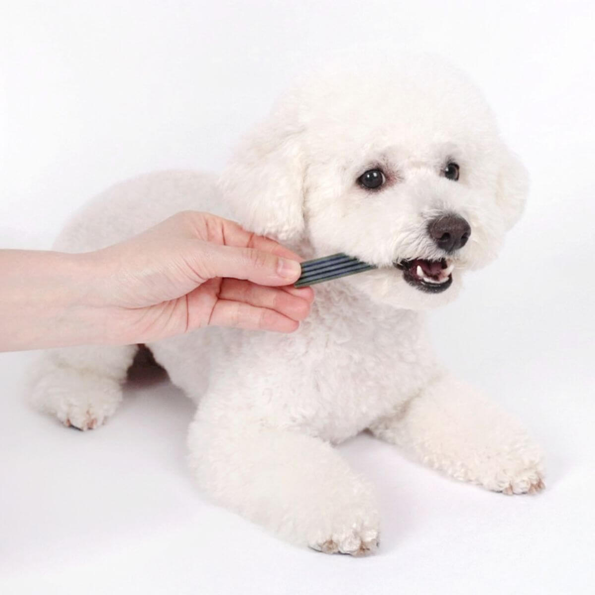 A white poodle with Arlo Kitchen ArloChew Denti Blue Small in its mouth against a white background.