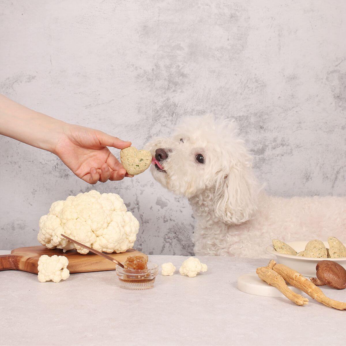 A poodle mix having a taste of the Arlo Kitchen Detox White Veggie Patties.