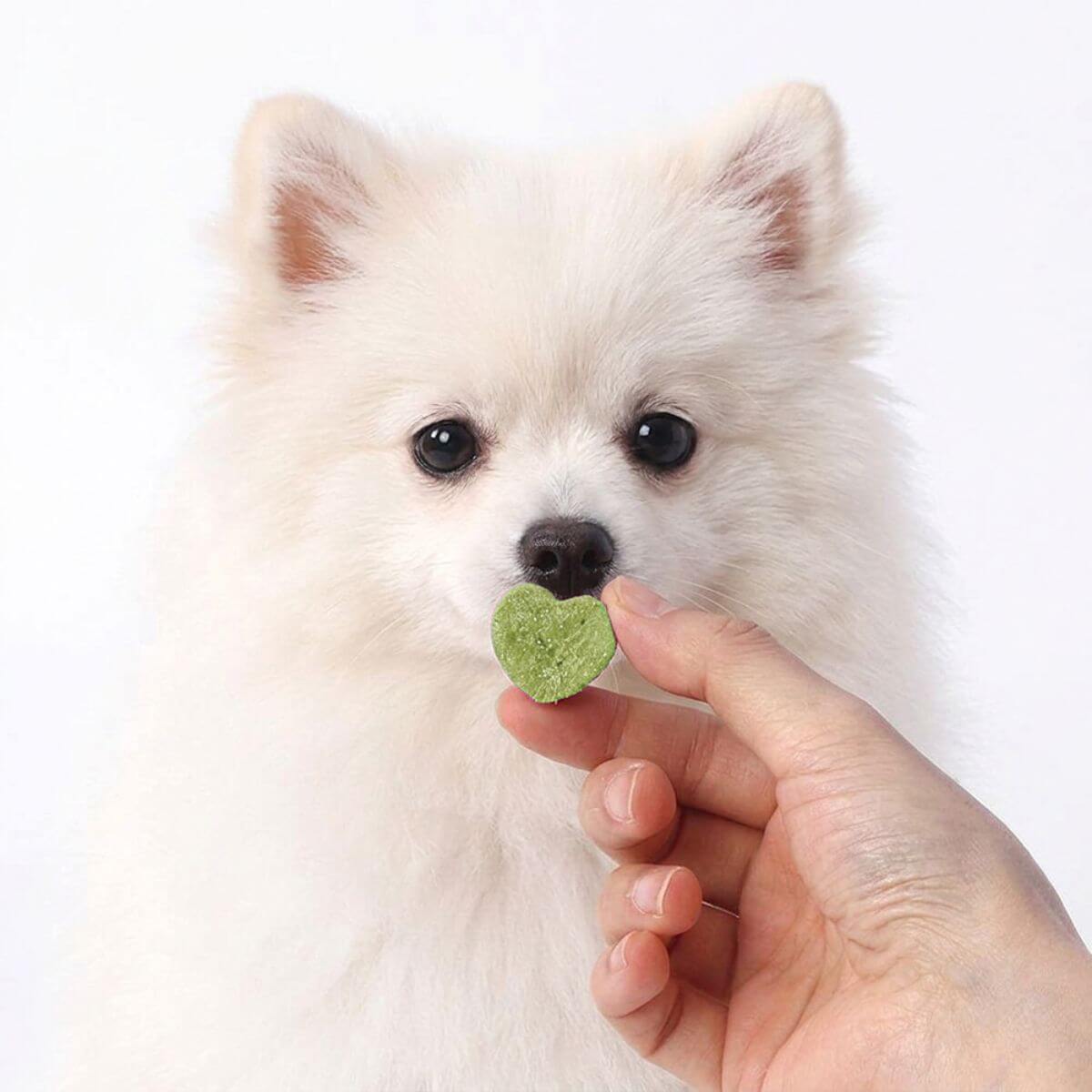 A pomeranian with the Arlo Kitchen Goat Milk Green Mussel Treats against a white background.
