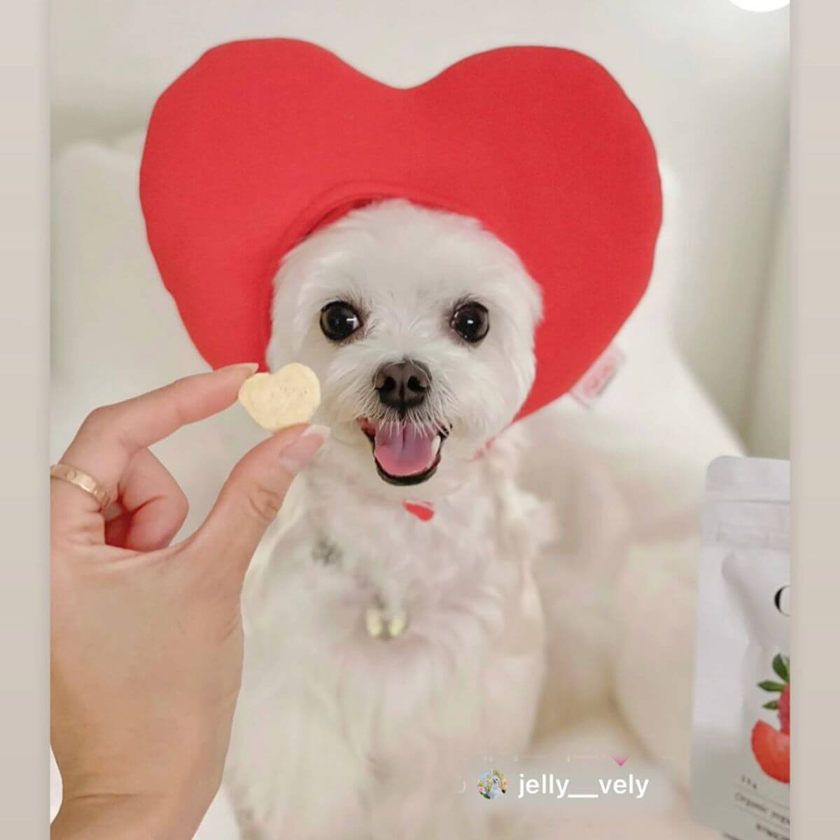 A dog with a heart-shaped head gear posing with the Arlo Kitchen Oneday Yogurt Mango and Banana treats.