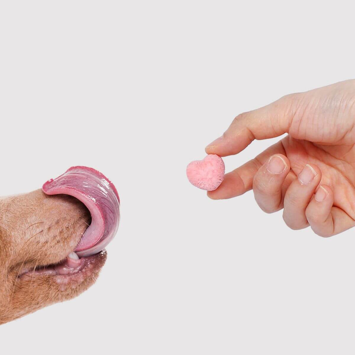 A dog licking its nose when the Arlo Kitchen Oneday Yogurt Strawberry and Beet is offered to it against a white background.