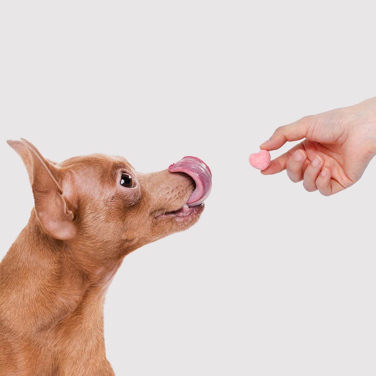A chihuahua licking its nose when offered the Arlo Kitchen Oneday Yogurt Strawberry and Beet against a white background.