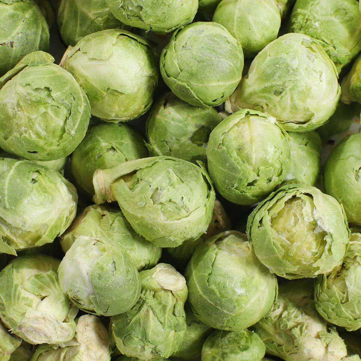Cabbage from Arlo Kitchen Veggie Chips Mix.