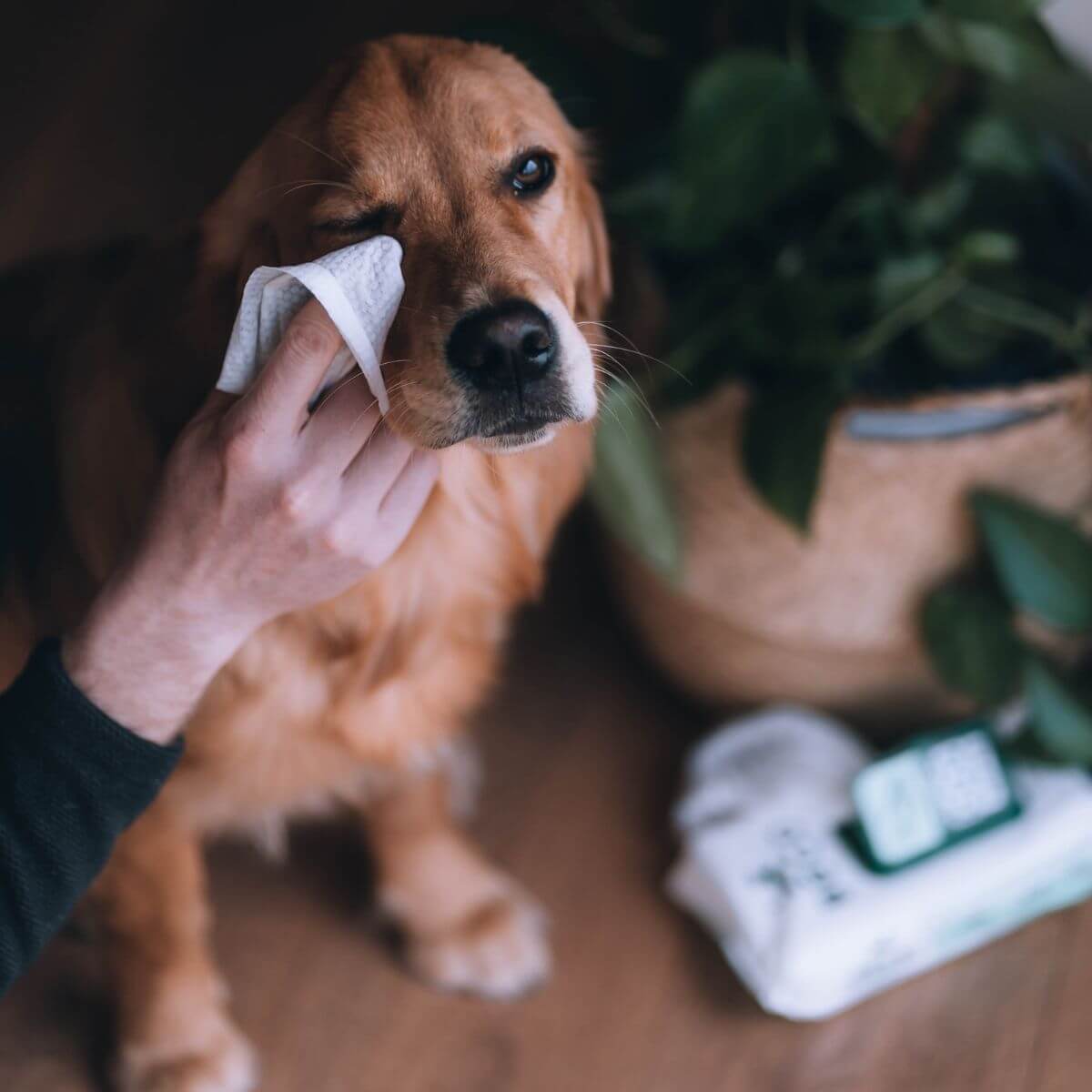 Beco Bamboo Dog Wipes, Unscented, 80 Pack