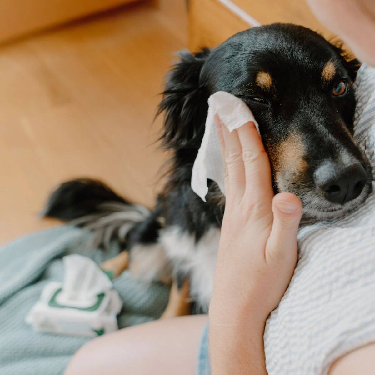 Dog using the Beco Eye Wipes.