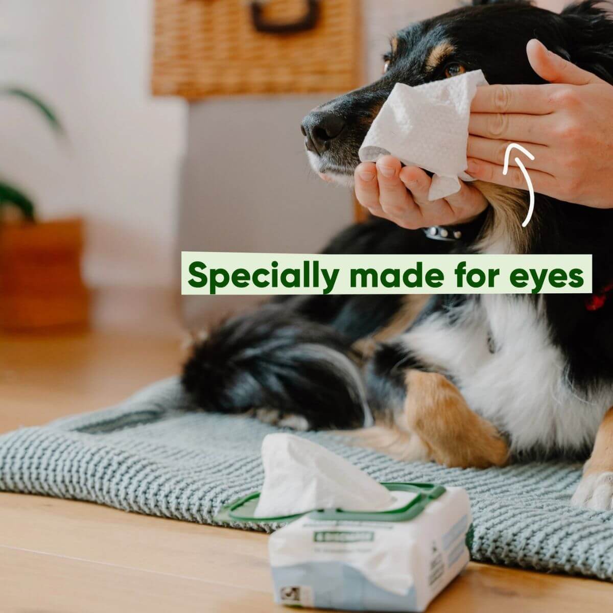 Beco eye wipes are specially made for your pup's eyes.