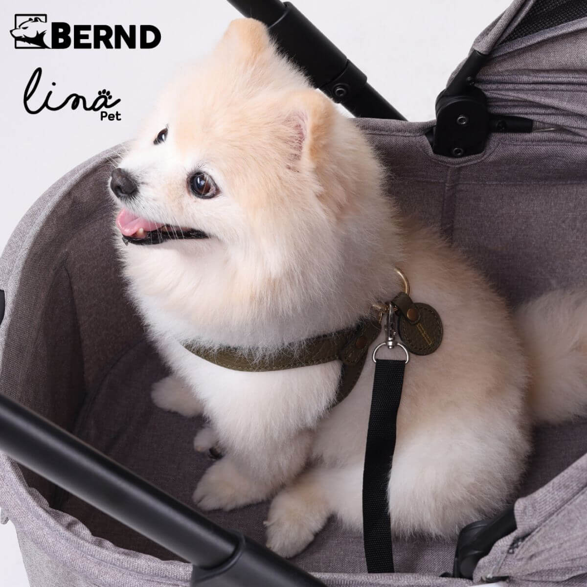 Bernd Pets Autofold Lina in Manatee Grey against a white background with a pomeranian in it.