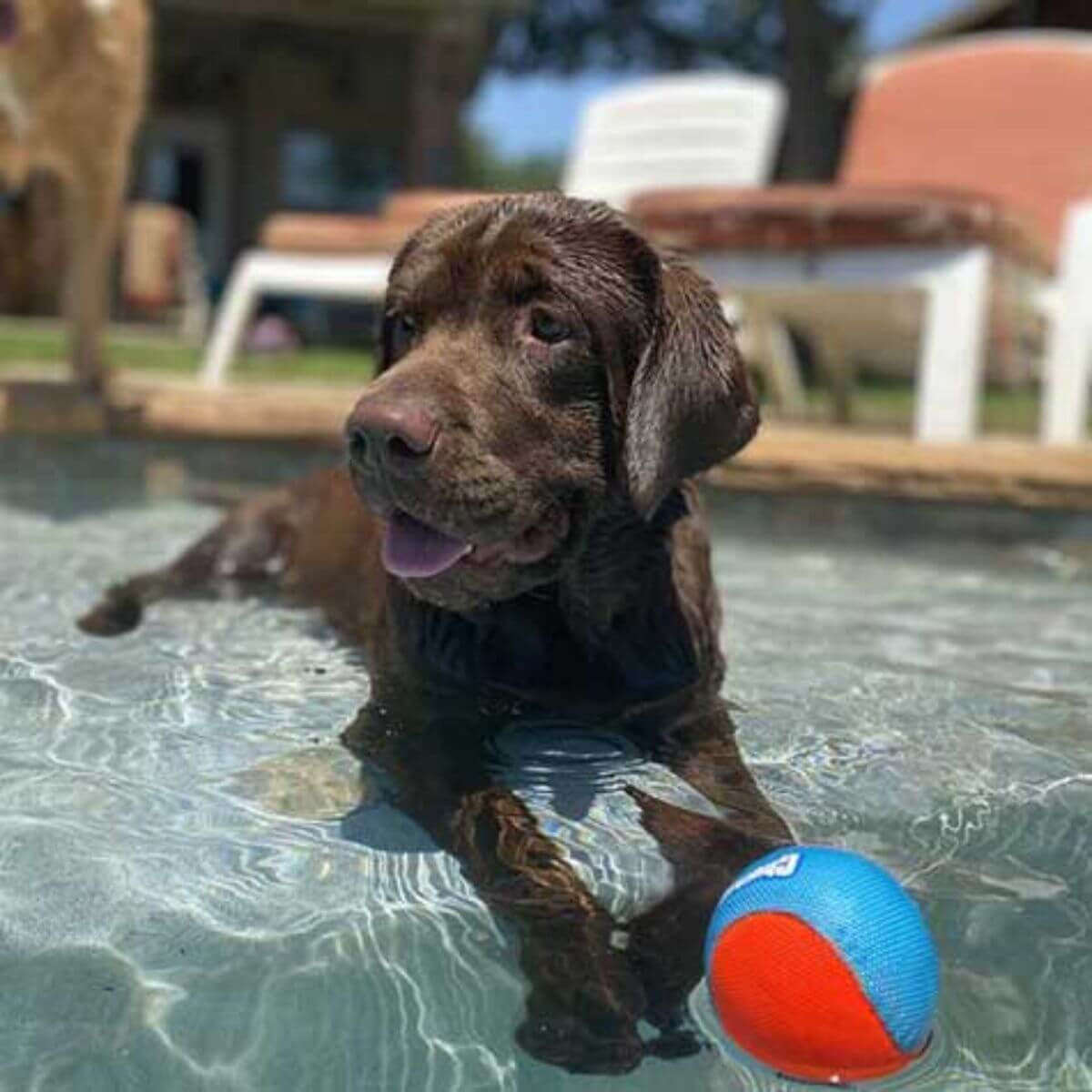 a black labrador with a chuckit amphibious mega ball in the pool.