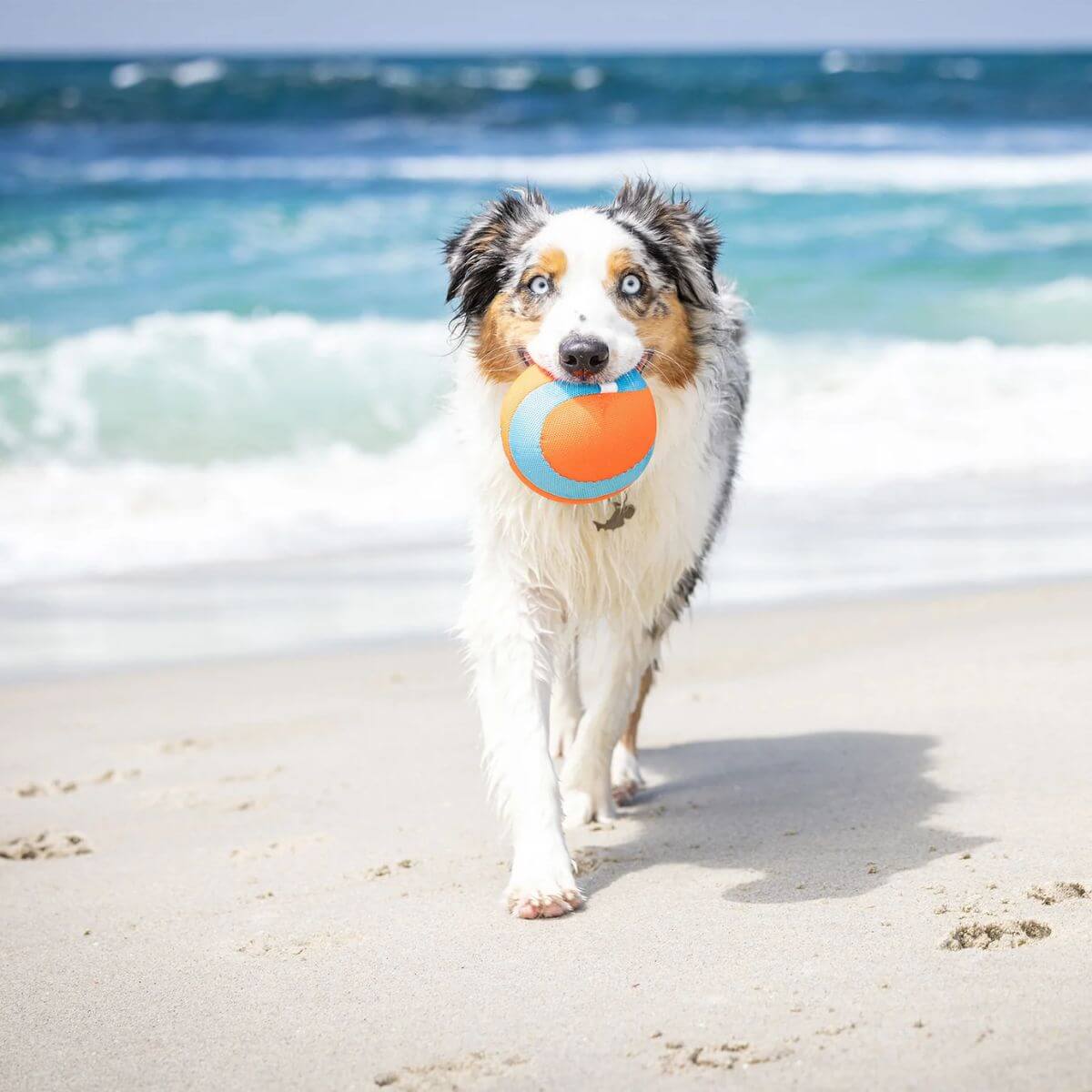 a dog with the chuckit amphibious mega ball in its mouth against a beach backdrop.