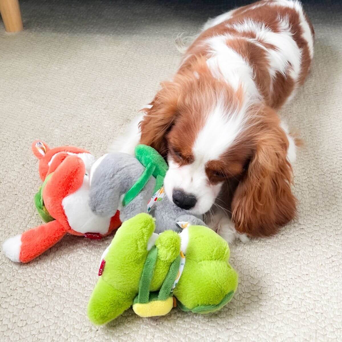 a cocker spaniel playing with the gigwi plush friendz koala with backpack on the floor.
