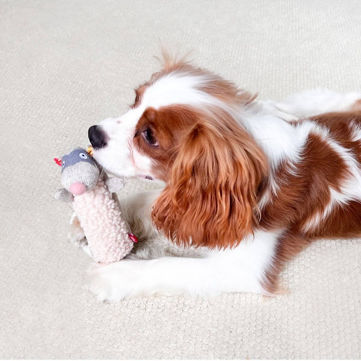 a cocker spaniel playing with the gigwi plush friendz skunk against a white background.