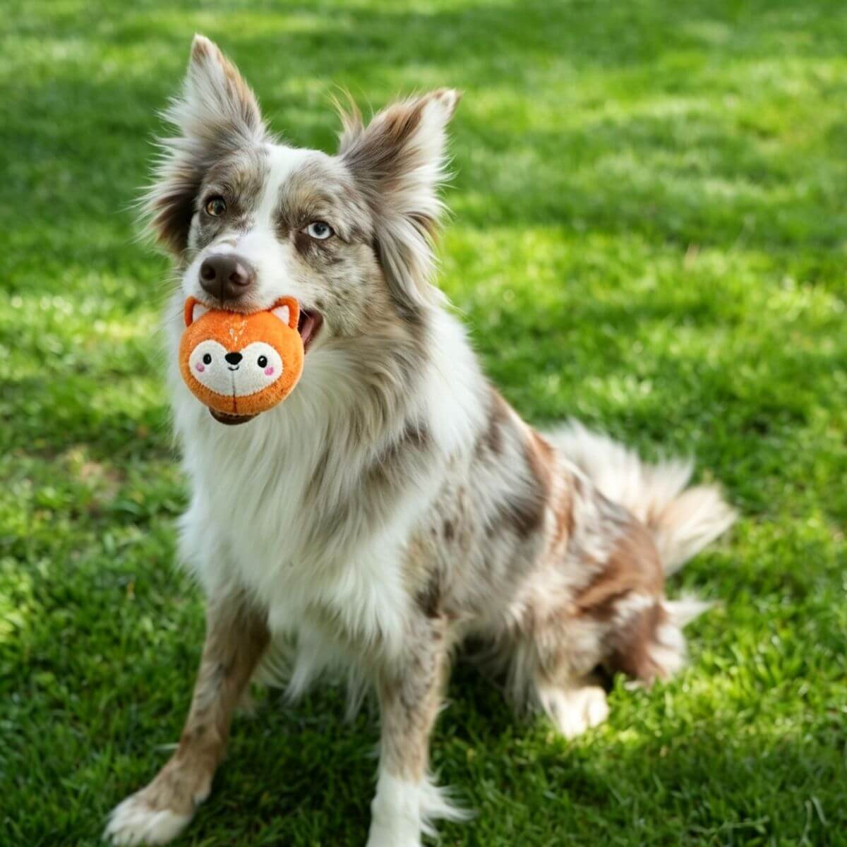 gigwi pop fox with spiky ball against a white background.