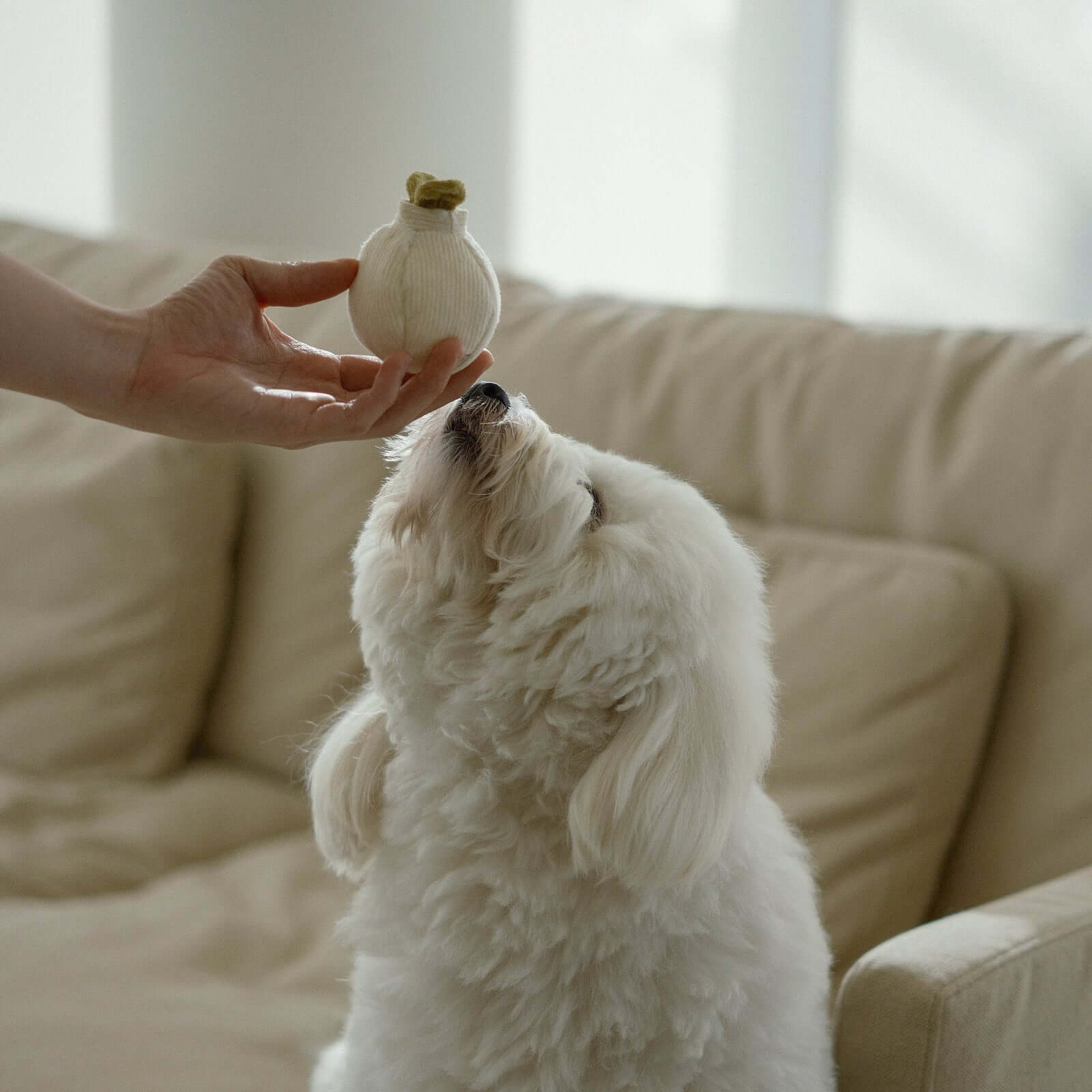 Lambwolf Garlic POP Toy