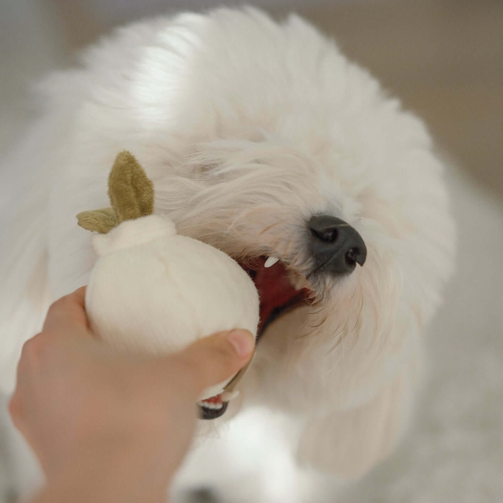 Lambwolf Garlic POP Toy