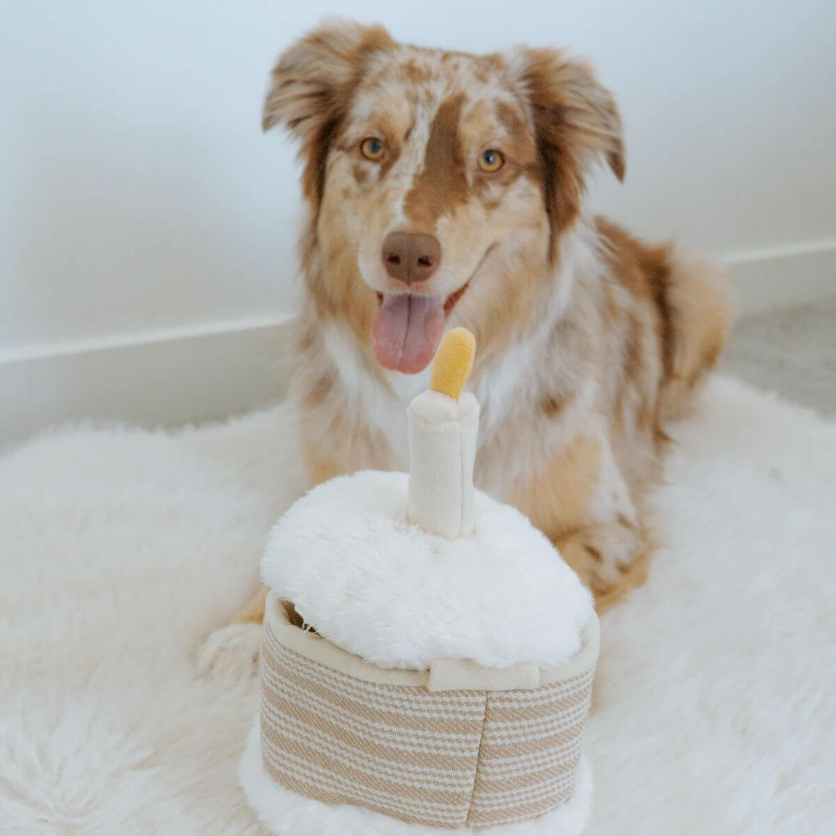An aussie shepherd posing with the Lambwolf birthday cake.