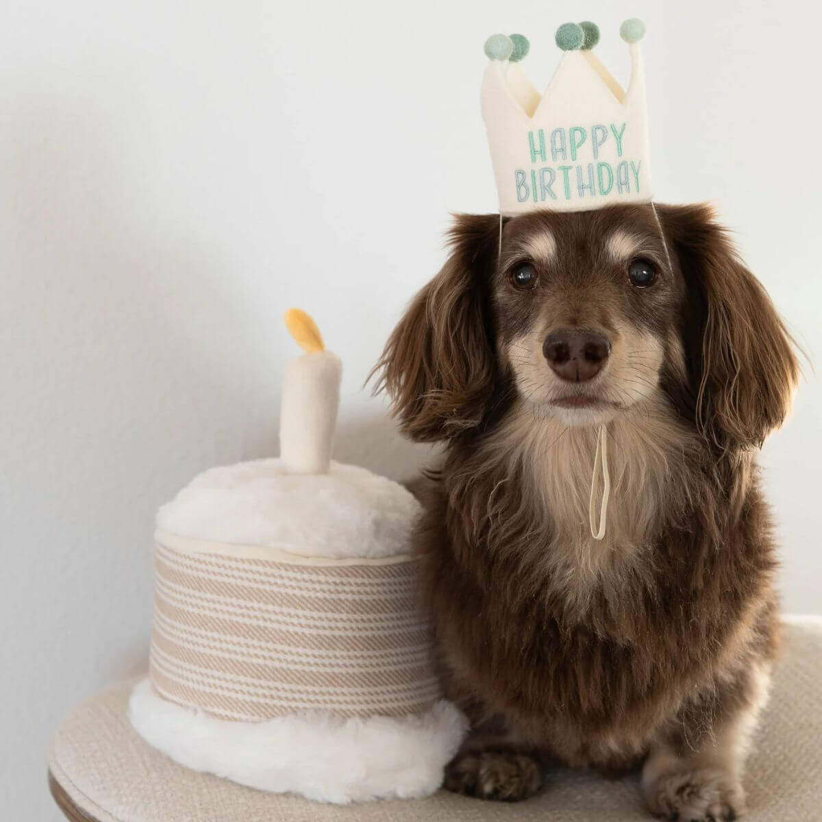 A dachshund posing with the Lambwolf birthday cake.