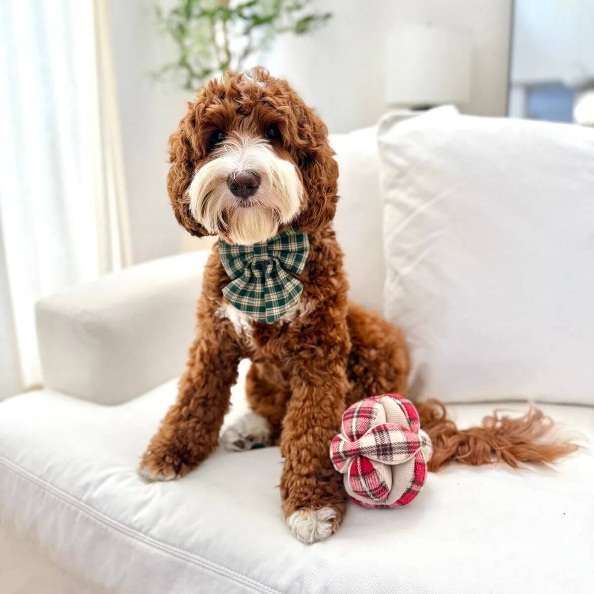 Doodle posing with the Lambwolf Flannel Monti on a couch.