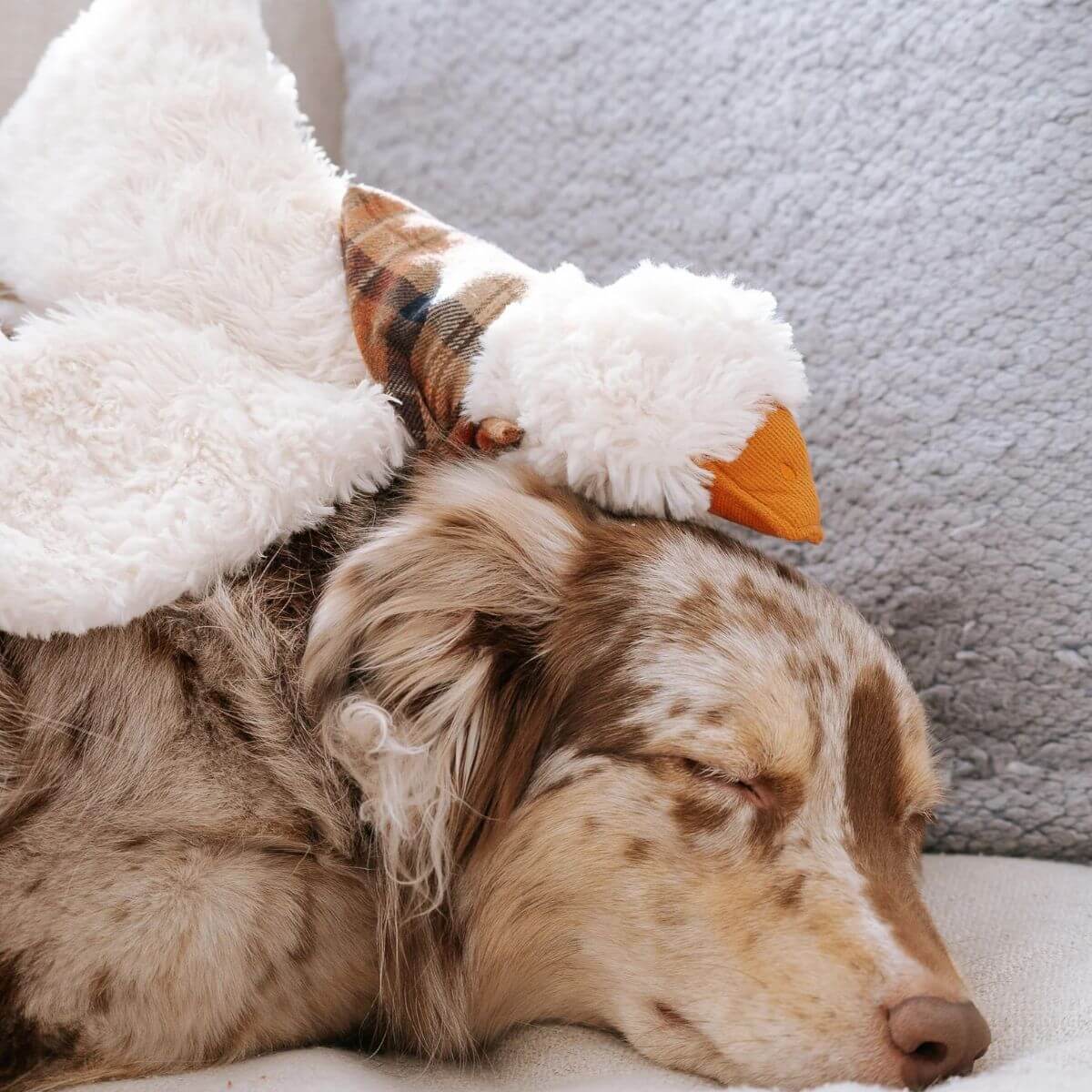 A sleeping aussie shepherd with Lambwolf Gus Goose on its head.
